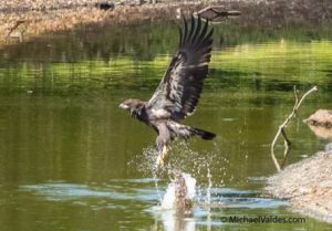 Coast 2 Coast community service - Eagle Rescue